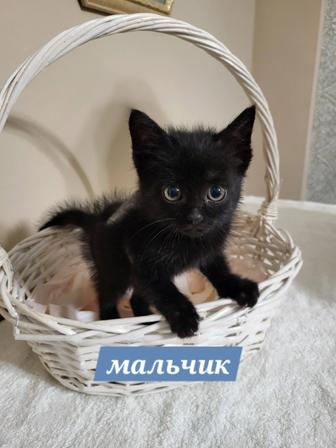 Pure black котенок в новый дом