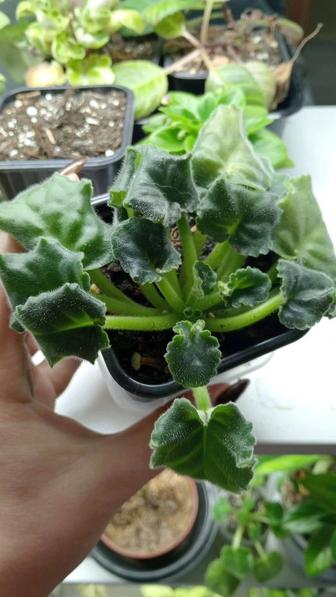 Фиалка детки