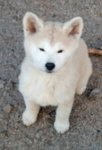 Продам щенков элитной породы.Японская Акита Ину.Документы, вакцины имеются.