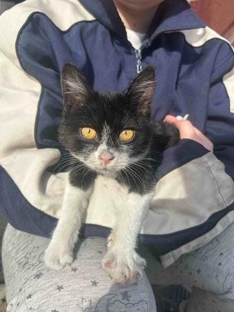 Отдам в хорошие руки котенка