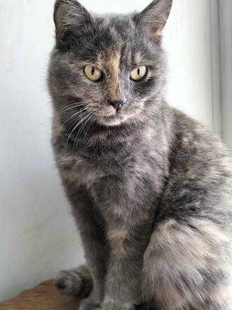 Молодая стерилизованная девочка