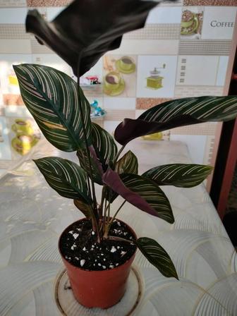 Калатея Сандера Орната