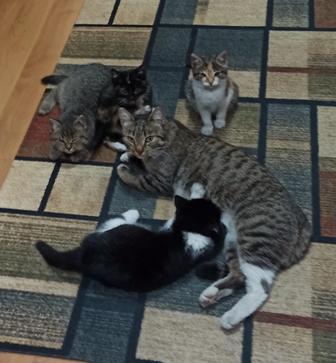 Отдам котят в хорошие руки