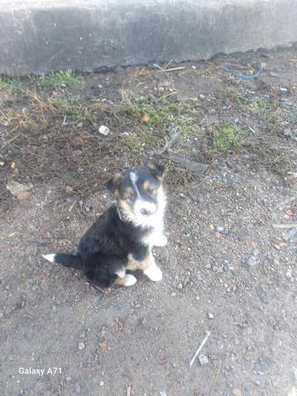 Отдам щенка в добрые руки