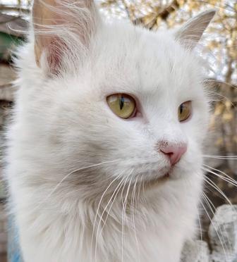 Отдам кота Турецкая ангора, 1 год