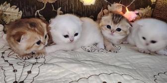 Котята золотая и серебристая шиншилла