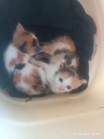 Котята