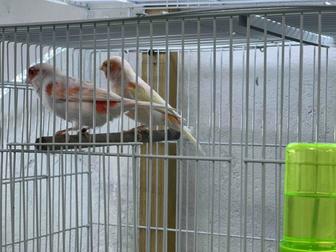 Канарейки красной мозаики