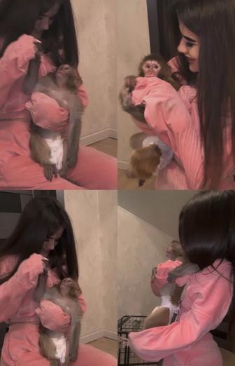 Продам обезьянку