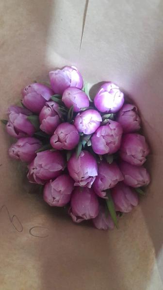 Тюльпаны оптом