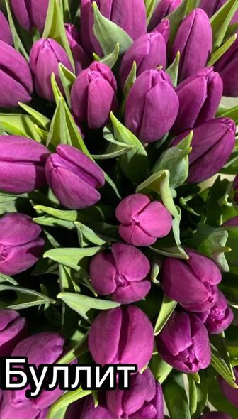 Продам тюльпаны оптом/розница