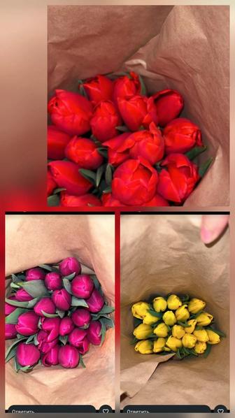 Продам тюльпаны оптом/розница