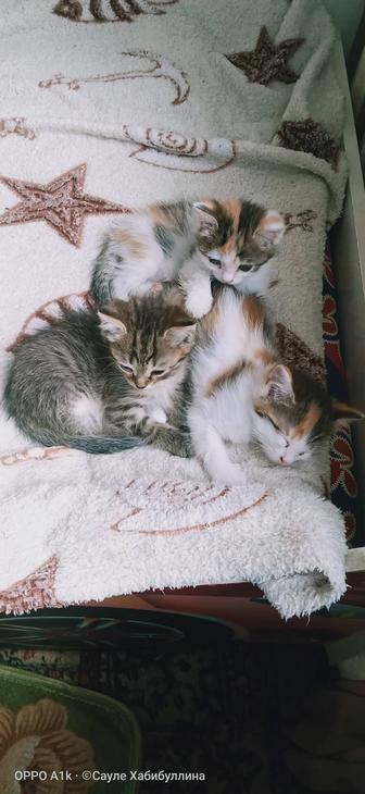 Отдам домашних КОТЯТ в добрые руки!