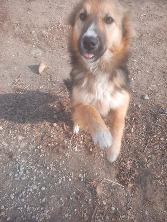 Щеночек в добрые руки