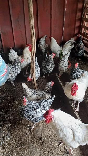 Продам инкубационное яйцо пушкинских кур