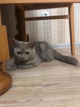 отдам кота