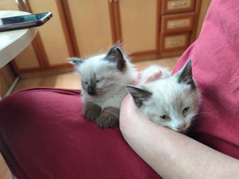 Котята ищут дом