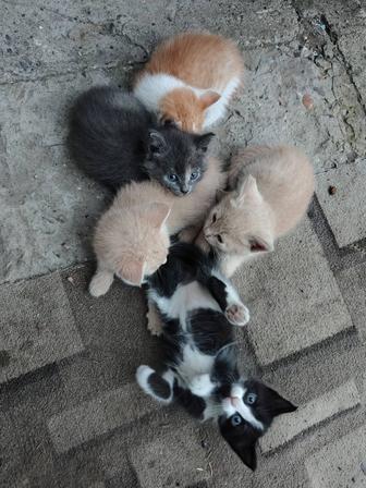 Отдам котят в хорошие руки!!!
