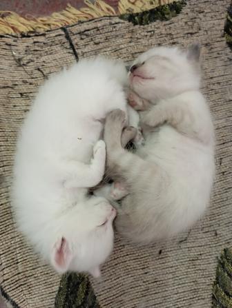 Котята в добрые руки!