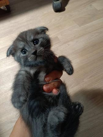 Котята в добрые руки!