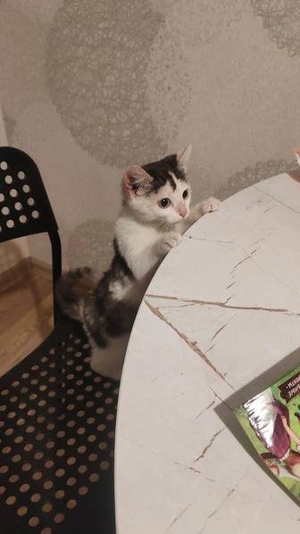 котенок в добрые руки