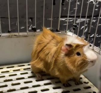 Морской свин Мальчик