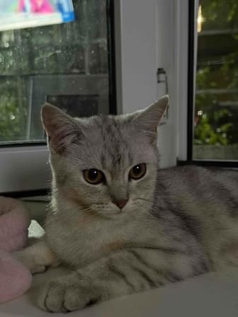продам кота скоттиш страйт,прямоухий