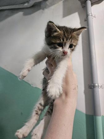 Котята СРОЧНО