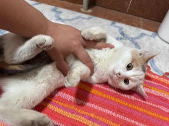 Котята шотландский