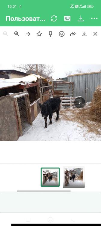 Продам бычка