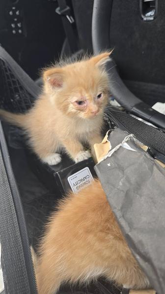 Котята 1 месяц бесплатно