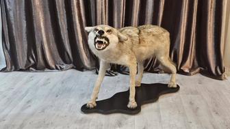 Натуральное чучело волка ручной работы