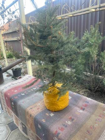 Голубая ель