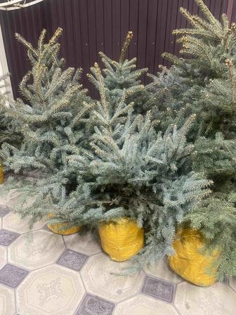 Голубая ель