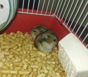 Хомячки джунгарские(с клеткой и без)