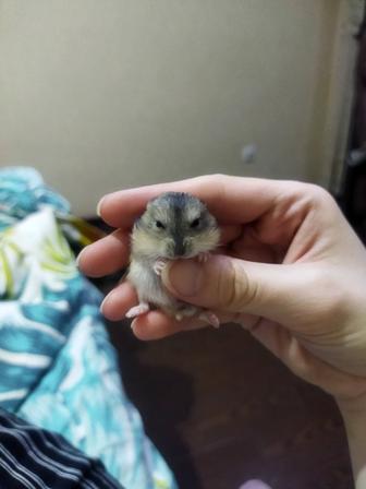 Хомячки джунгарские