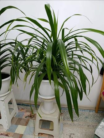 Продам комнатные цветы