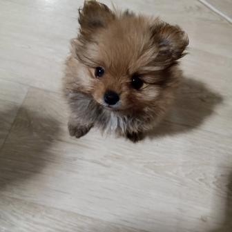 Продам шпицев мальчик,девочка