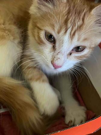 Отдам котенка даром