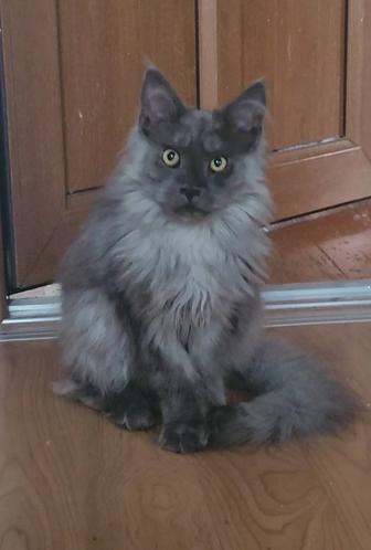 Продаются котята породы МЕЙН-КУН