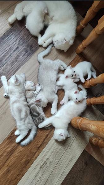 Продам котят