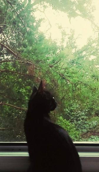 Отдам котенка
