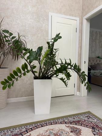 Долларовое дерево