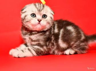 шотландские вислоухие котята котенок