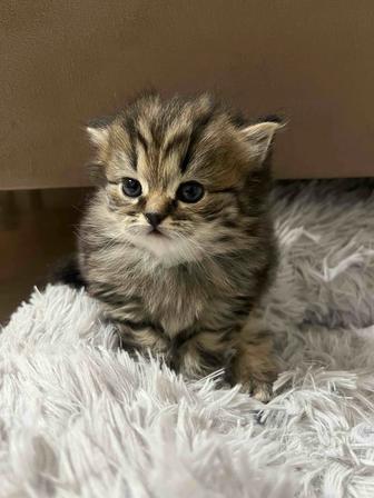 Продается котенок