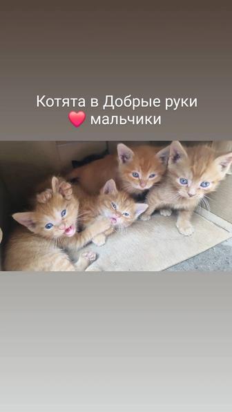 Котята в Добрые руки