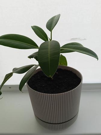 Комнатные растения фикус