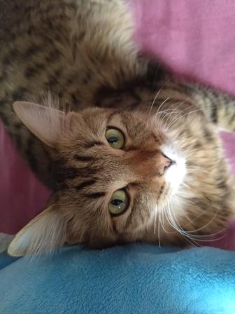 Кот 8 месяцев