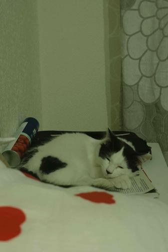 Кошка бесплатно