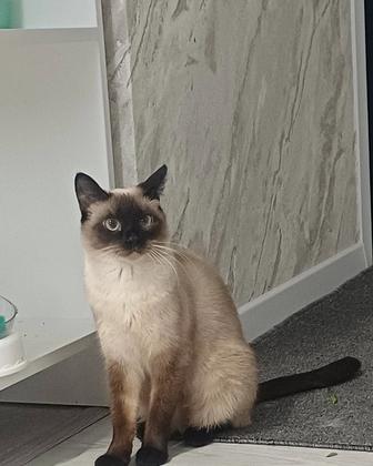 Отдам кошку в добрые руки.